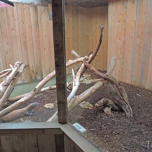 Komodo dragon exhibit [2016]