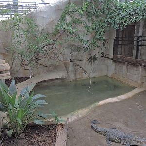Morelet's crocodile exhibit [2016]