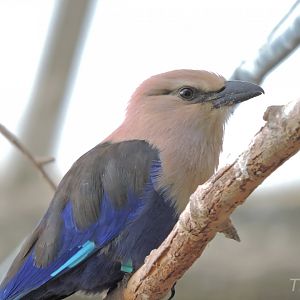 Blue-bellied roller [2016]