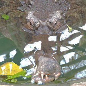 False gharial [2016]