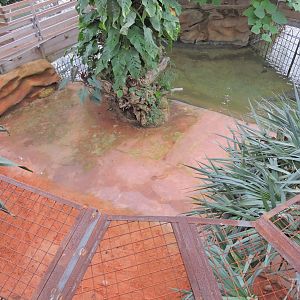 West African crocodile exhibit [2016]