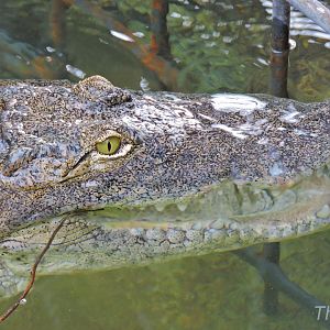 West African crocodile [2016]