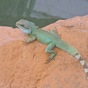 Chinese water dragon - Python Island [2016]