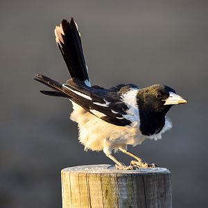 Pied Butcherbird (Cracticus nigrogularis)