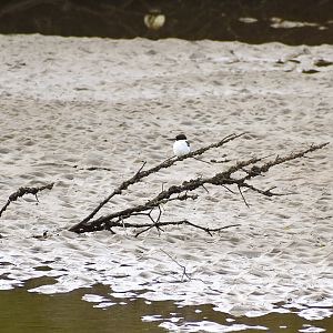 Torresian Kingfisher on the beach