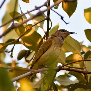 Brown Honeyeater (Lichmera indistincta)