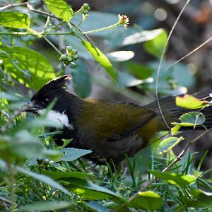 Eastern Whipbird (Psophodes olivaceus)