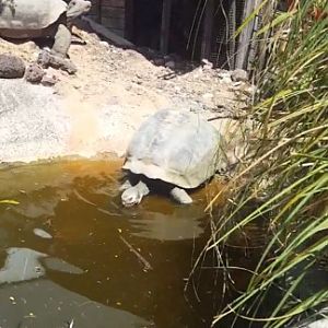 Giant tortoise having a bath (Aug 2020)