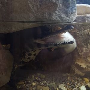 Baby crocodile with mouse (Aug 2020)