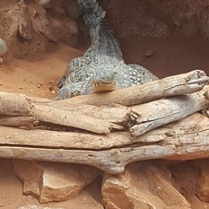 Nile crocodile in a very unique sleeping position (Aug 2020)