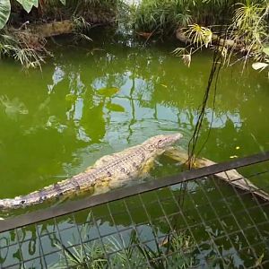 Large nile crocodile (Aug 2020)