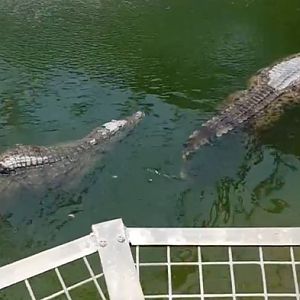 Nile crocodile with back deformity (Aug 2020)