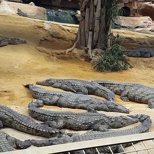Nile crocs basking (Aug 2020)