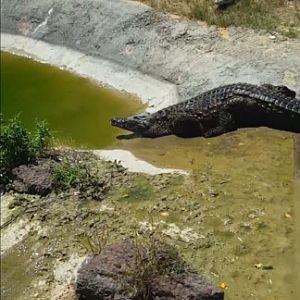 Nile croc slide! (Aug 2020)