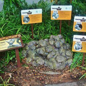 New Rhino interpretive