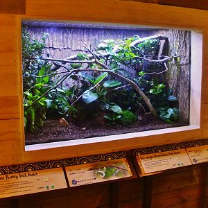 Australasia - Phasmid display