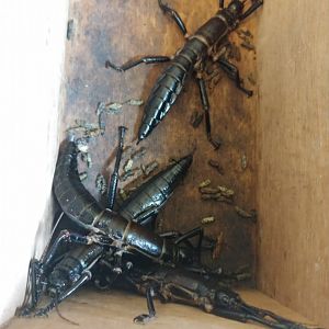 Lord Howe Island stick insect (Dryococelus australis)