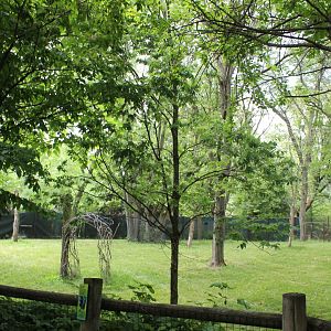 Habitat Africa: The Forest - Okapi Exhibit