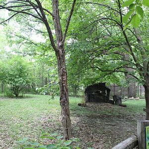 Habitat Africa: The Forest - Yellow-Backed Duiker Exhibit