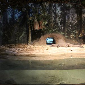 Habitat Africa: The Forest - West African Dwarf Crocodile Exhibit