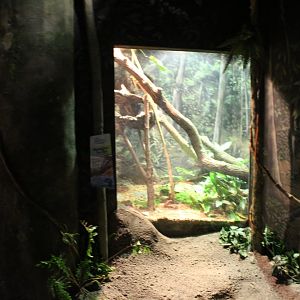 Habitat Africa: The Forest - Madagascar Tree Boa Exhibit