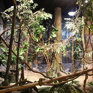 Habitat Africa: The Forest - Red Flanked Duiker (Winter Only) and Red-Billed Hornbill Exhibit