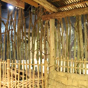 Habitat Africa: The Forest - Okapi Indoor Exhibit