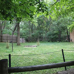 Habitat Africa: The Forest - Yellow-Backed Duiker Exhibit