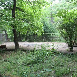 Habitat Africa: The Forest - Red River Hog Exhibit