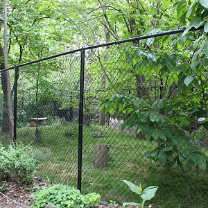 Habitat Africa: The Forest - Red-Flanked Duiker Exhibit