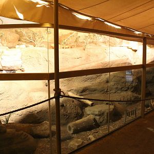 Deserts Edge - Meerkat Exhibit