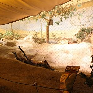 Deserts Edge - African Crested Porcupine Exhibit