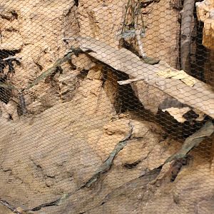 Deserts Edge - Coati Exhibit