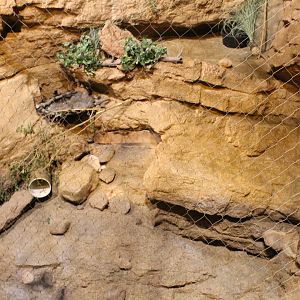 Deserts Edge - Ocelot Exhibit