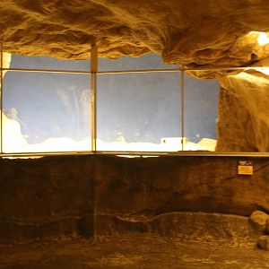 Deserts Edge - Bat-Eared Fox Exhibit