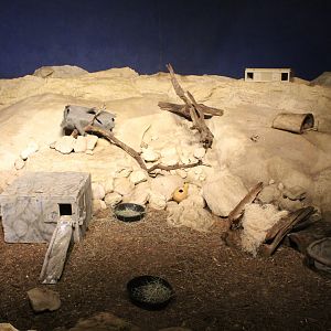 Deserts Edge - Bat-Eared Fox Exhibit