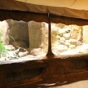 Deserts Edge - Chuckwalla and Blue Spiny Lizard Exhibit