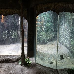 Former Pangolin Exhibit (Future African Rock Python)