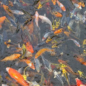 Hungry koi