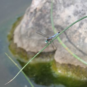 Blue dasher