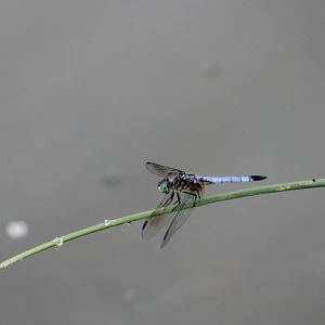 Blue dasher