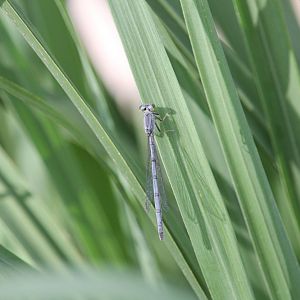 Eastern forktail