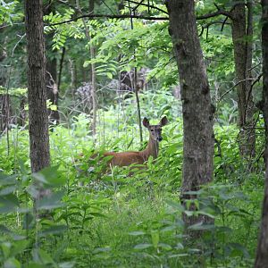 Did the deer see me?