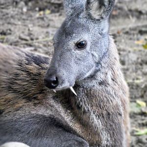 Jun. 2021 - Legends of the Wild - Siberian Musk Deer