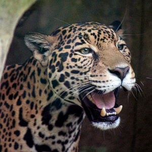 Jun. 2021 - Legends of the Wild -Jaguar