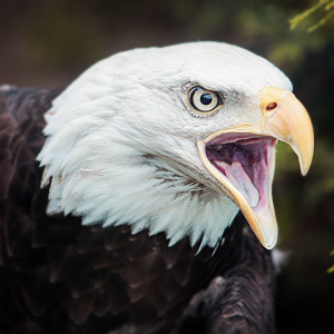 Jun. 2021 - Grizzly Ridge - Bald Eagle