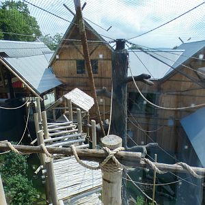 Jun. 2021 - New! Wild Asia - White-cheeked Gibbon Exhibit - Treehouse Viewing
