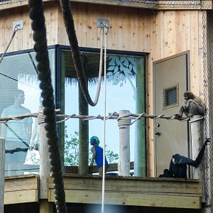 Jun. 2021 - New! Wild Asia - White-cheeked Gibbon Exhibit - Treehouse Platform