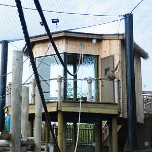 Jun. 2021 - New! Wild Asia - White-cheeked Gibbon - Treehouse Platform