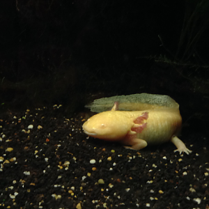 Axolotl